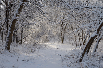 Snowy path to Rowntree Mill Park after December 2013 ice and snow storm Toronto