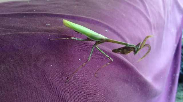 Green Mantis Mantodea Empusa pennata Clean its crest on Purple Macro 6