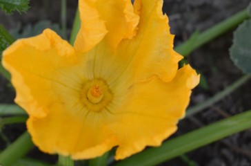 yellow squash blossom in the garden