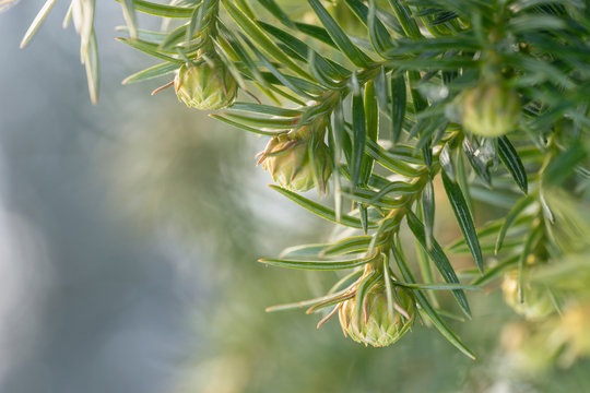 Branches with young cones of China fir . Cunninghamia lanceolata. Place for text.