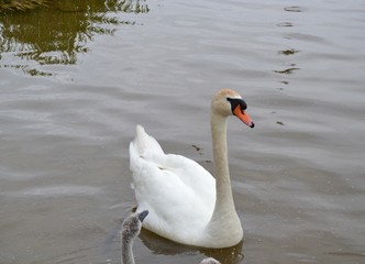 Obraz premium A beautiful white swan is floating on the river.