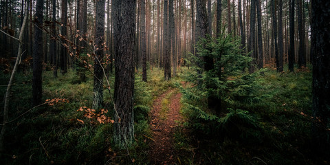 Hiking in Autumnal woods