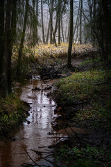 creek in the woods