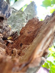 wooden weathered by dry and rain