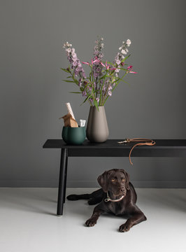 labrador Retriever liegt zuhause unter einer Bank mit Blumen
