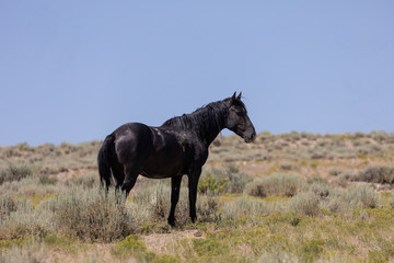 Obraz na płótnie Canvas Beautiful Wild Horse in Colorado in Summer