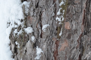 bark of a tree