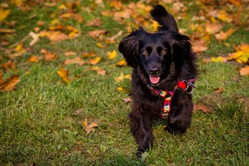 Wesoły czarny piesek  © nitka_zaplatana