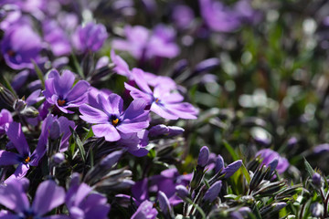 Obraz premium Purple perrenial blossom in spring