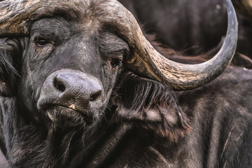 Close up van een Afrikaanse Kaapse buffel in een volgzame rusttoestand.