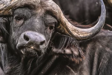 Vlies Fototapete Tieren Nahaufnahme eines afrikanischen Kapbüffels in einem fügsamen Ruhezustand.