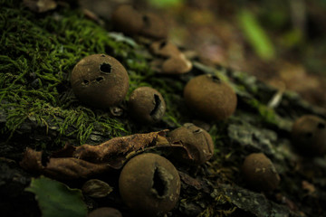 Old Dry Lycoperdon pyriforme Mushrooms on a Mossy Log