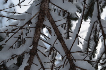 pine tree branches and snow
