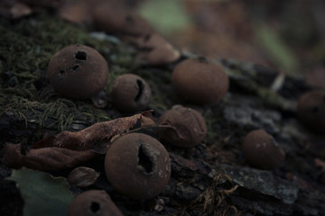 Old Dry Lycoperdon pyriforme Mushrooms on a Log