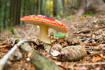 Amanita muscaria on woodland. Autumn landscape.
