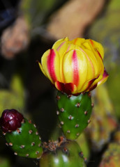 a cactus flower bud