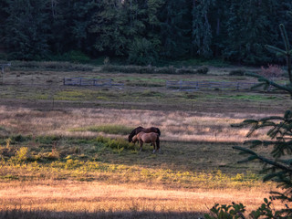 brown horse with black mane out grazing on grasses in field