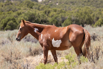Beautiful Wild Horse in Colorado in Summer