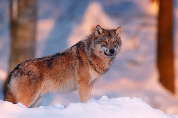 Wolf, Canis Lupus