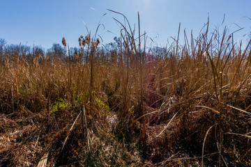 Fototapeta premium field of dried reeds in a wetland, late autumn