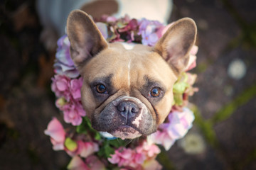 Fototapeta premium Portrait of a beautiful red pied female French Bulldog dog wearing a pink and purple flower collar looking up into camera