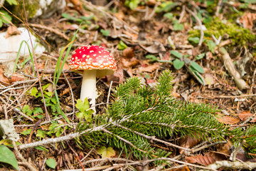 Amanita muscaria mushroom close up, nature background