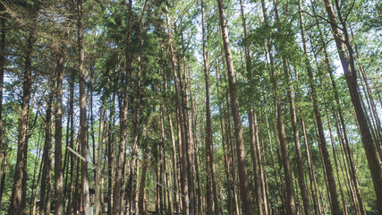 pine forest in Doi Inthanon National Park , Thailand