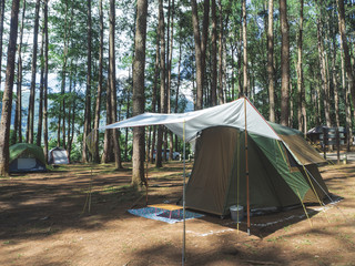 Camping tent in the pine forest