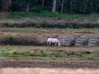 cream colored horse standing in field with fence