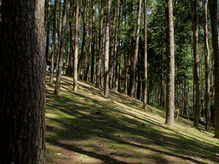 pine forest in Doi Inthanon National Park , Thailand