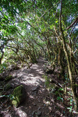 Parco nazionale Garajonay - La Gomera