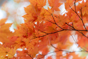 Fototapeta na wymiar Autumn color leaves season closed up in orange and red color