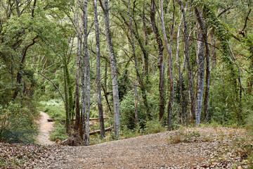 Bosque