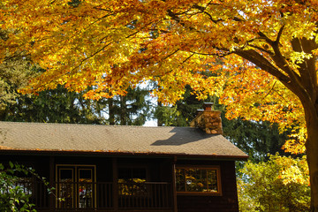 Cabin in the Forest Beneath Golden Autumn Leaves