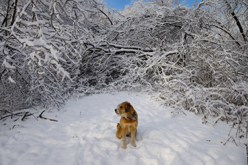 Dog sitting on forest path blocked by fallen trees covered in ice and snow Toronto