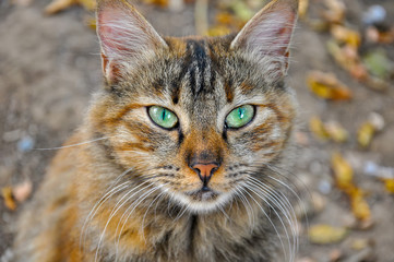 Gray cat portrait stray cat looking camera in street alley green eyes animals pets in urban city