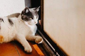 Beautiful female cat lying down, enjoying sunshine and peeking through the sliding door