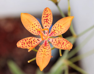 Orange Leopard Lily flower