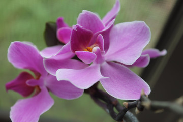 Fototapeta na wymiar Purple Moth orchids