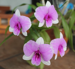 4 Dendrobium orchids