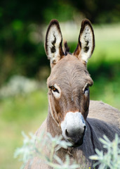  Donkey or ass (Equus africanus asinus)