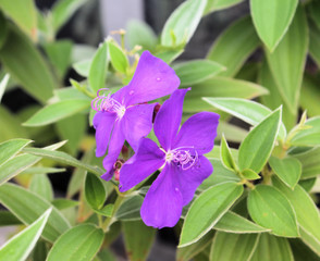 Purple Princess Flower