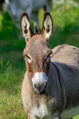 Donkey or ass (Equus africanus asinus)