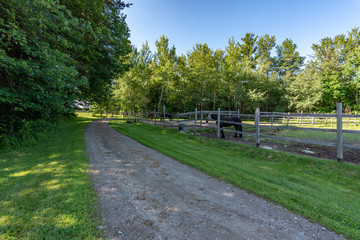 Horse farm with green grass and a dirt road