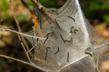 Fall Webworm Nest Crawling With Caterpillars
