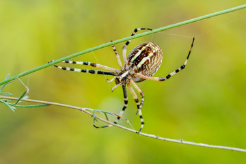 Beautiful spider on a spider web- Stock Image  