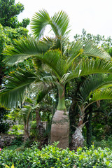 波照間島の町並み