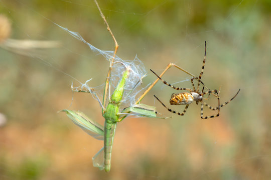 Beautiful spider feasting on Grasshopper. Macro photo.