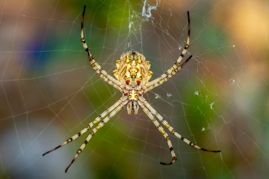 Beautiful spider on a spider web- Stock Image  