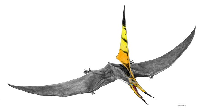 プテラノドン の画像 3 243 件の Stock 写真 ベクターおよびビデオ Adobe Stock